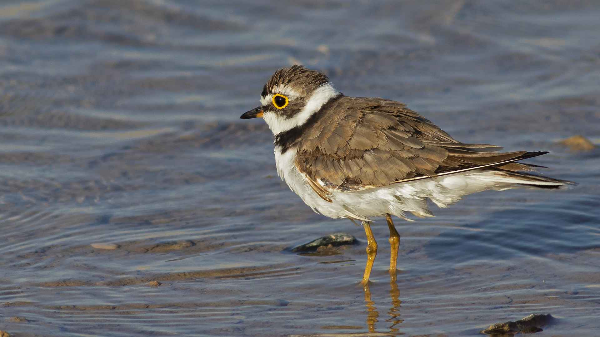 Little Ringed Plover